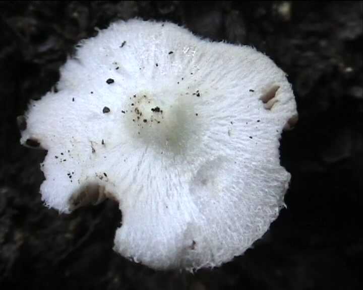 Volvariella hypopithys